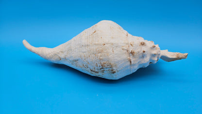 White Lambis Truncata Shell (Lambis truncata) – 12"