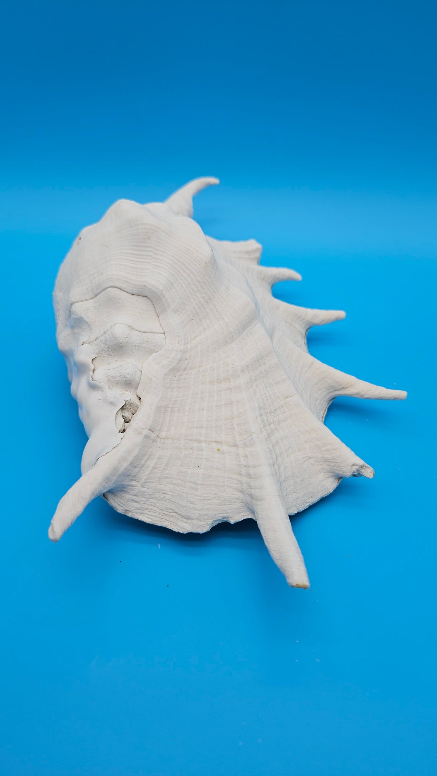 White Lambis Truncata Shell (Lambis truncata) – 11"