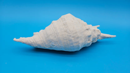 White Lambis Truncata Shell (Lambis truncata) – 11"