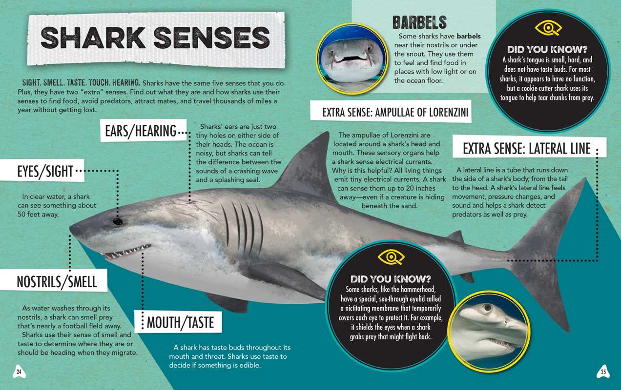 Discovery: Shark Spotter’s Guide, With Poster & Replica Teeth- Box Set