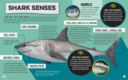 Discovery: Shark Spotter’s Guide, With Poster & Replica Teeth- Box Set
