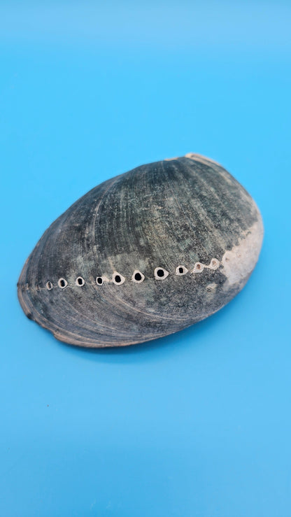 Black Abalone Shell Display – Haliotis cracherodii 4.6"