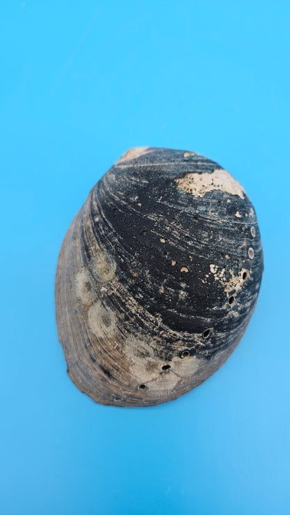Black Abalone Shell Display – Haliotis cracherodii 4.5