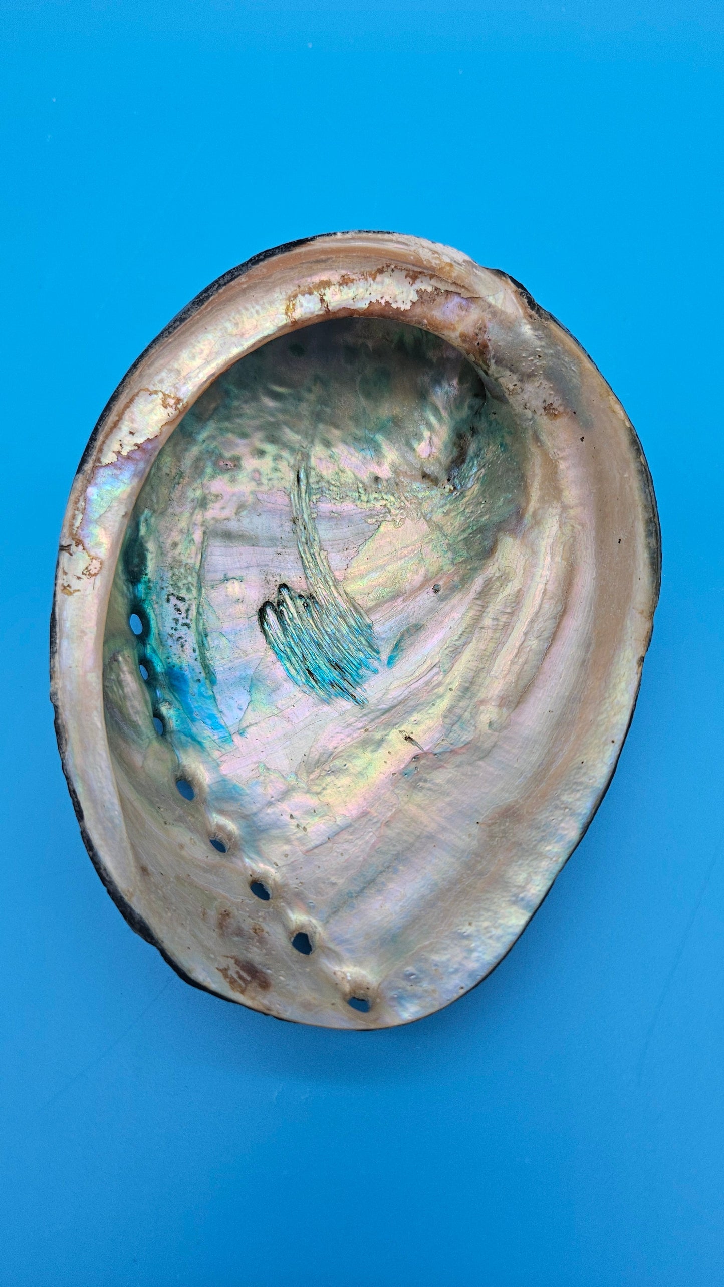 Black Abalone Shell Display – Haliotis cracherodii 5.5"