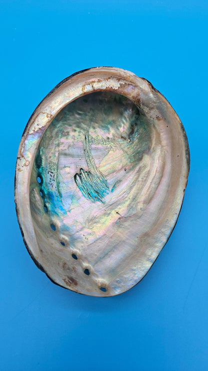 Black Abalone Shell Display – Haliotis cracherodii 5.5"