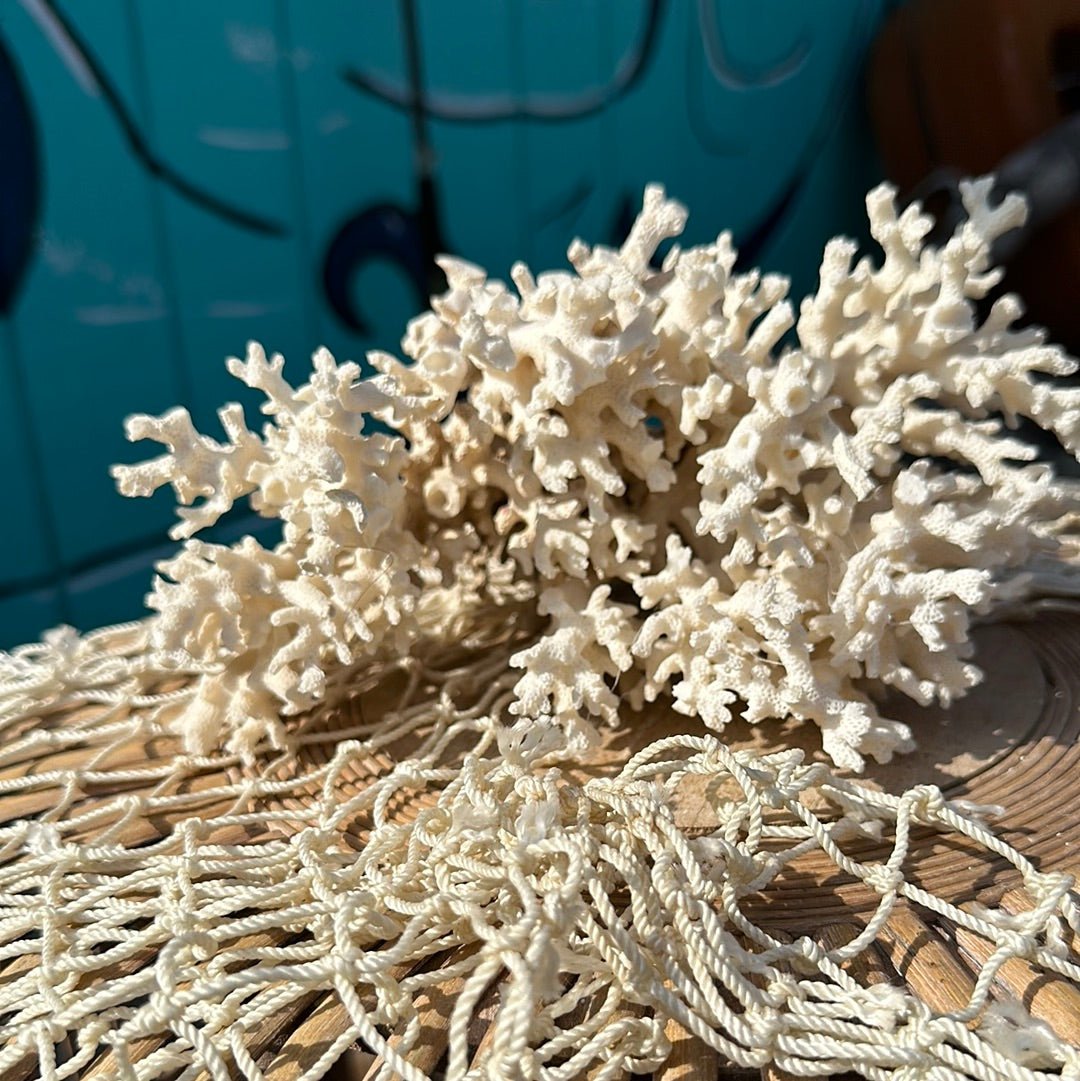 Lace Coral Specimen - Decorative Coastal Accent (Pocillopora damicornis)