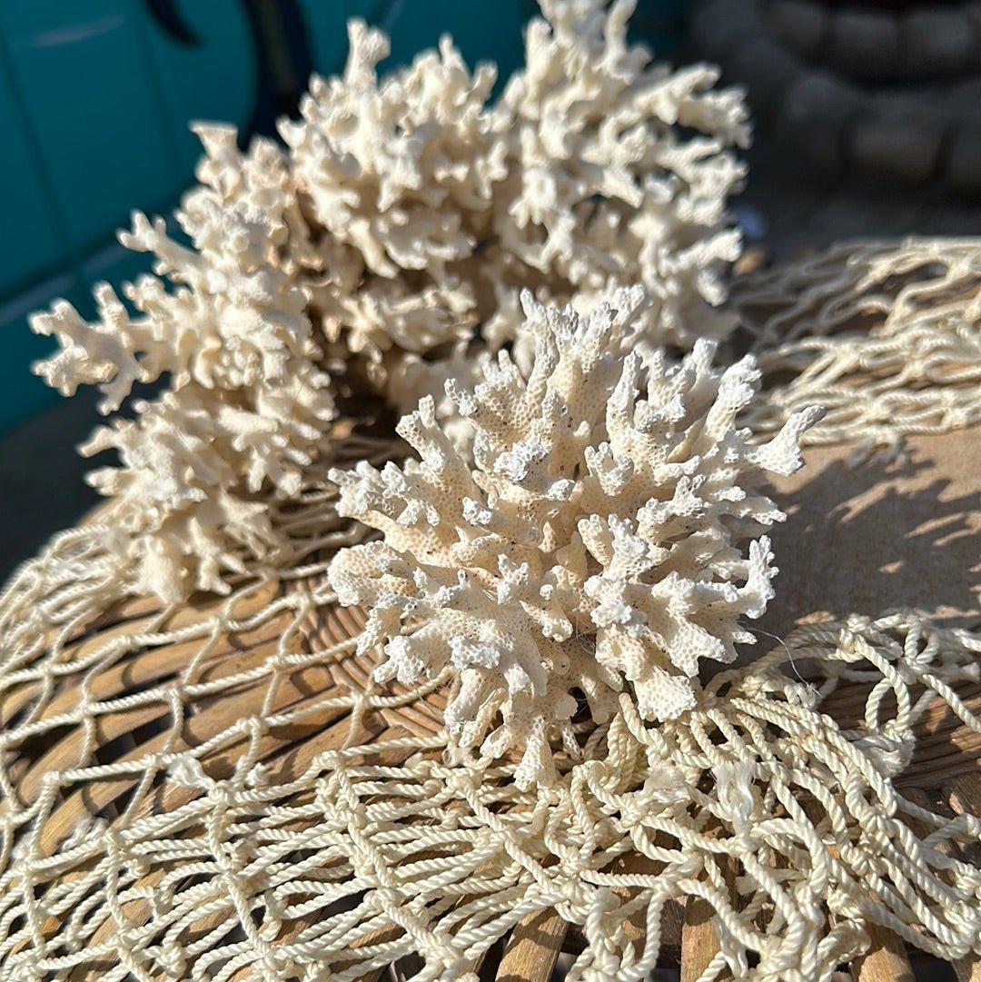 Lace Coral Specimen - Decorative Coastal Accent (Pocillopora damicornis)