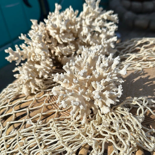 Lace Coral Specimen - Decorative Coastal Accent (Pocillopora damicornis)