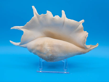 White Lambis Truncata Shell (Lambis truncata) – 12.75"