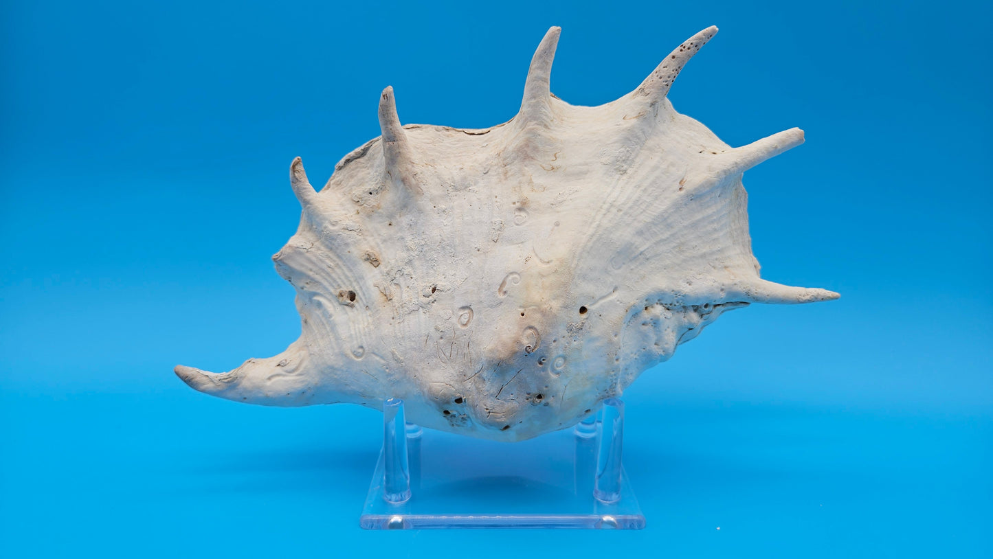 White Lambis Truncata Shell (Lambis truncata) – 11"