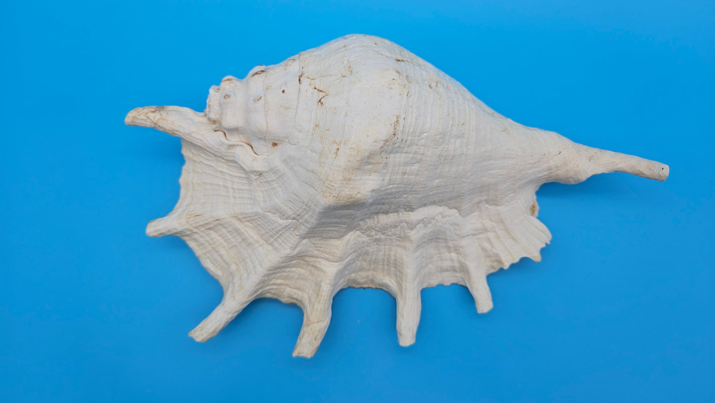 White Lambis Truncata Shell (Lambis truncata) – 12"