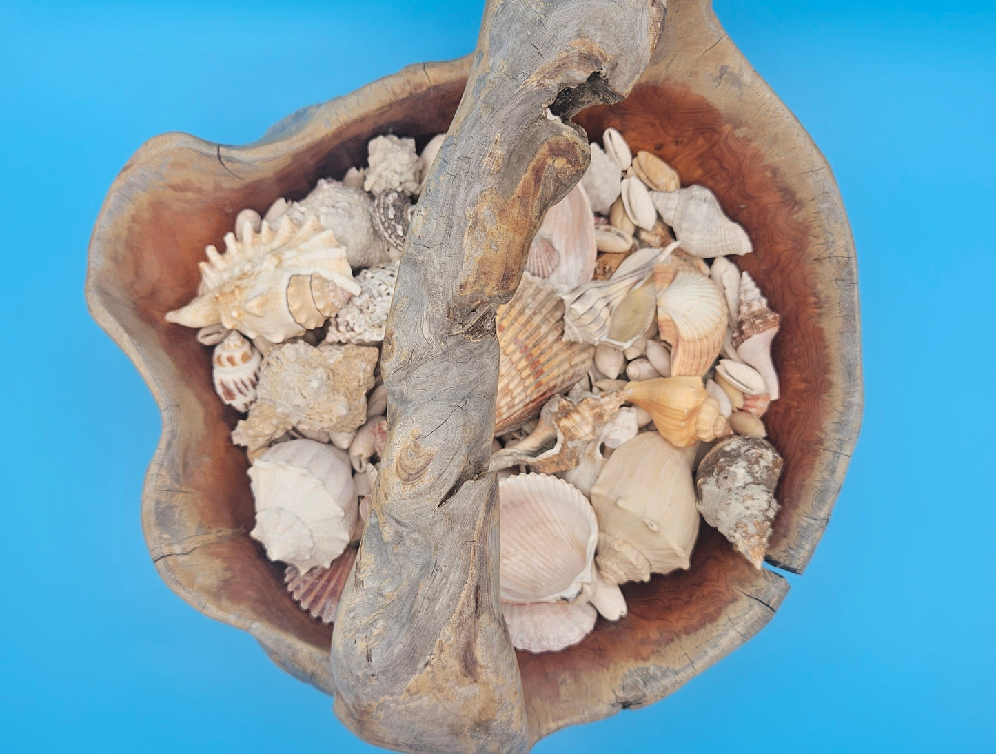 Driftwood Basket with Seashell Assortment – Rustic Coastal Decorative Accent 14.5"