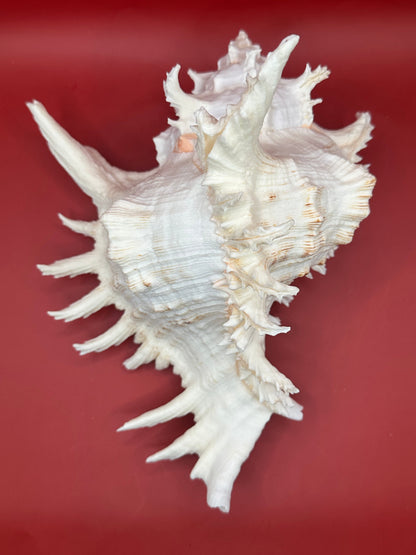 Large Murex Ramosus Display Shell - Chicoreus ramosus Pink & White Coastal Decor 9.5"