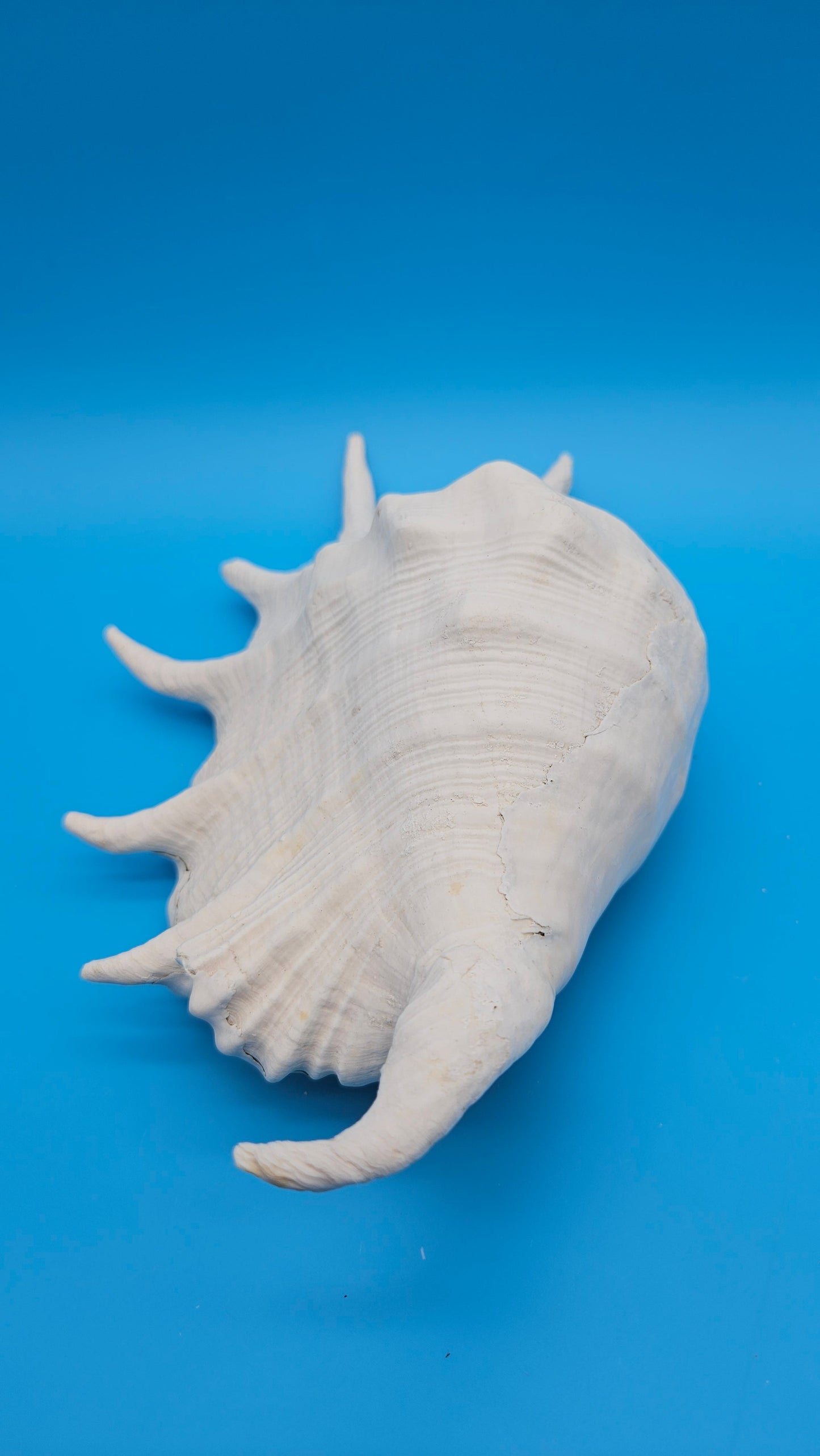 White Lambis Truncata Shell (Lambis truncata) – 11"