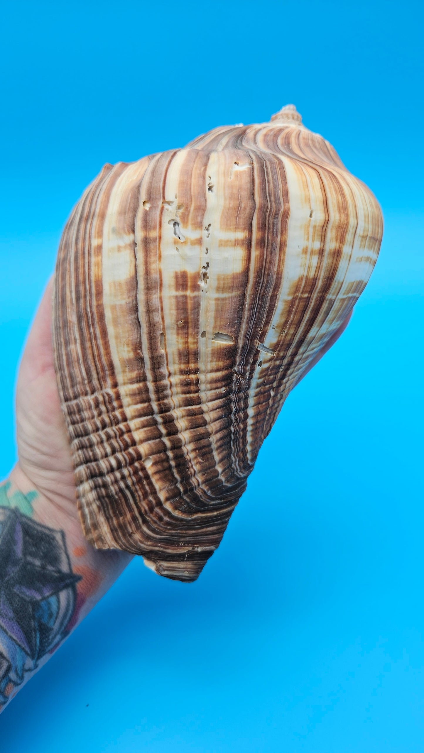 Fiber Pacific Crown Conch Shell (Melongena patula) 4-7"