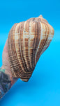 Fiber Pacific Crown Conch Shell (Melongena patula) 4-7"