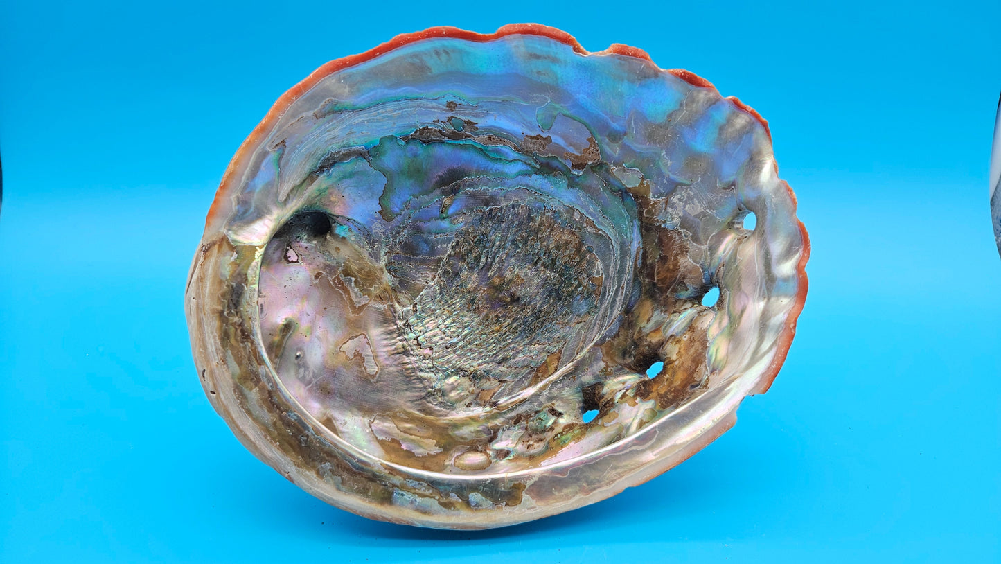 Large Red Abalone Shell – Iridescent Display Shell 8"