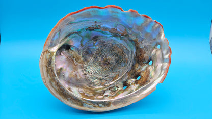 Large Red Abalone Shell – Iridescent Display Shell 8"