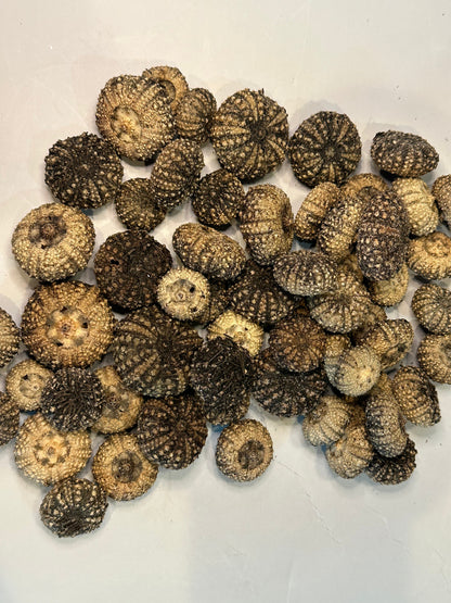 Baby Black Sea Urchin Shells