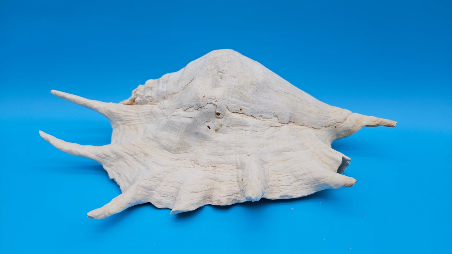 White Lambis Truncata Shell (Lambis truncata) – 12.75"