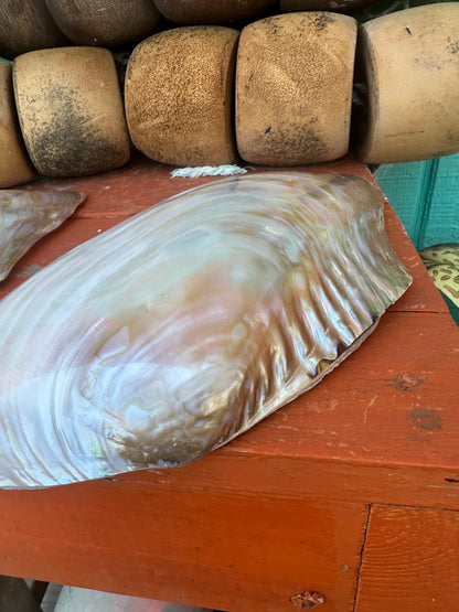 Polished Asian Golden Clam Half 10–11" – Pilsbryoconcha exilis Coastal Display