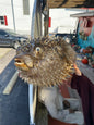 Spiny Puffer Fish Display – 22" Diodon hystrix Coastal Sea Life Decor