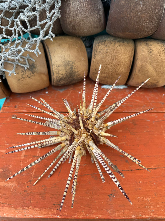 Vintage Zebra Sea Urchin Shell with Spines – Large Marine Specimen Coastal Decor 10"