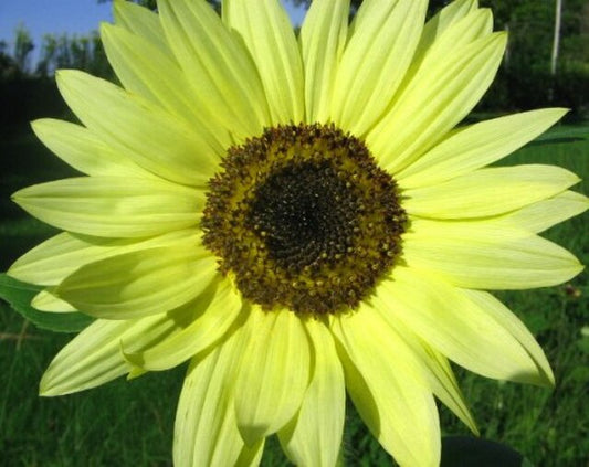 Lemon Yellow Sunflower Seeds – Soft Pastel Blooms for Gardens & Bouquets