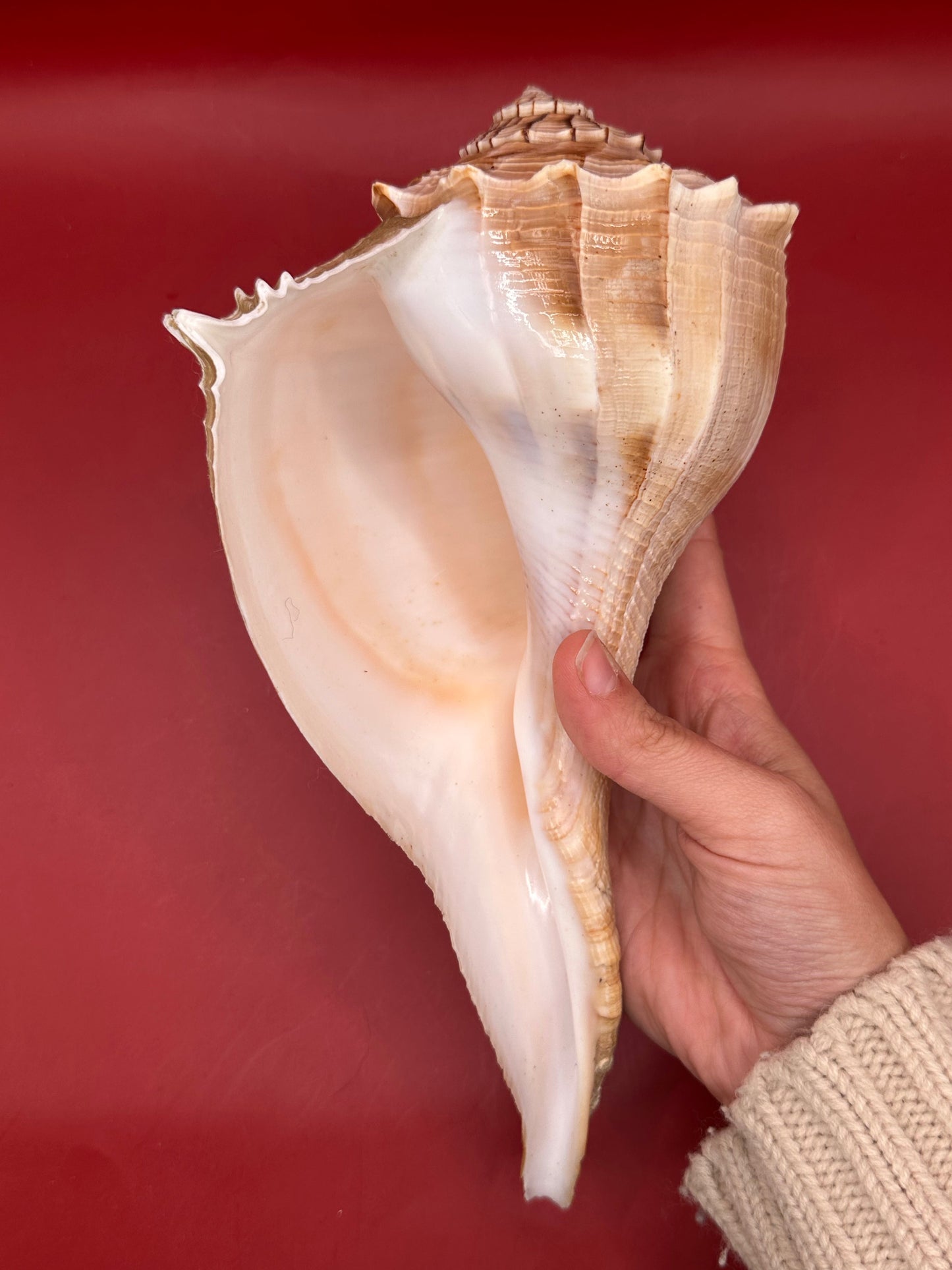 Large Lightning Whelk Display Shell 10" – Coastal Home Decor Busycon perversum pulleyi