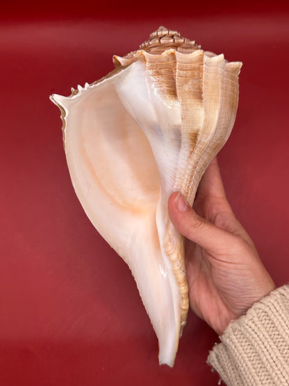 Large Lightning Whelk Display Shell 10" – Coastal Home Decor Busycon perversum pulleyi