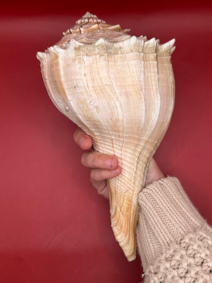 Large Lightning Whelk Display Shell 10" – Coastal Home Decor Busycon perversum pulleyi