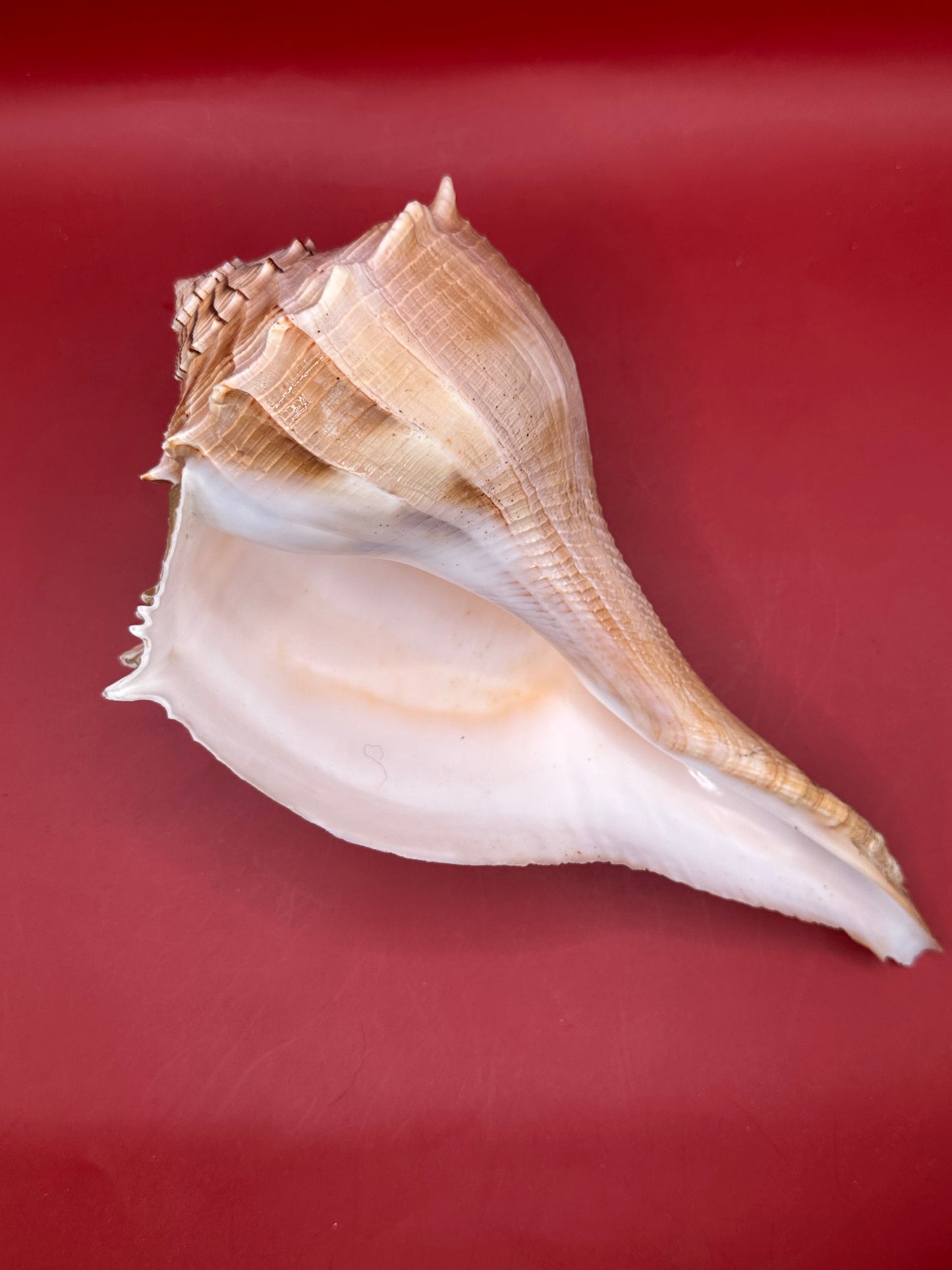Large Lightning Whelk Display Shell 10" – Coastal Home Decor Busycon perversum pulleyi