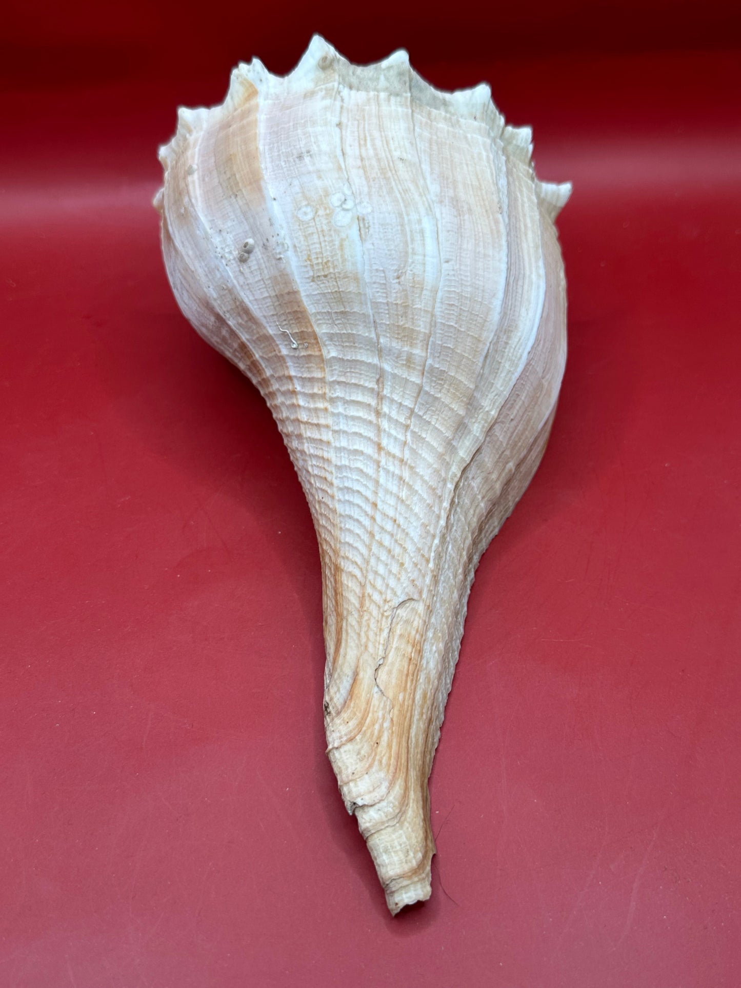 Large Lightning Whelk Display Shell 10" – Coastal Home Decor Busycon perversum pulleyi