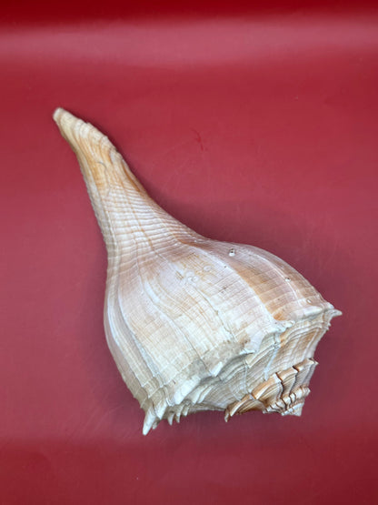 Large Lightning Whelk Display Shell 10" – Coastal Home Decor Busycon perversum pulleyi