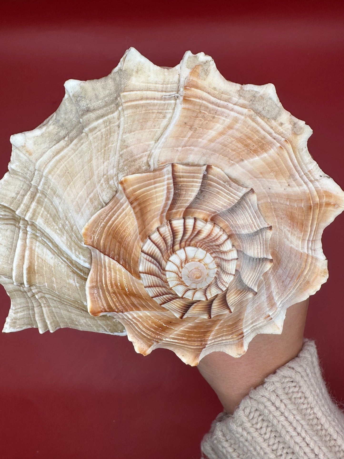 Large Lightning Whelk Display Shell 10" – Coastal Home Decor Busycon perversum pulleyi
