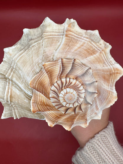 Large Lightning Whelk Display Shell 10" – Coastal Home Decor Busycon perversum pulleyi