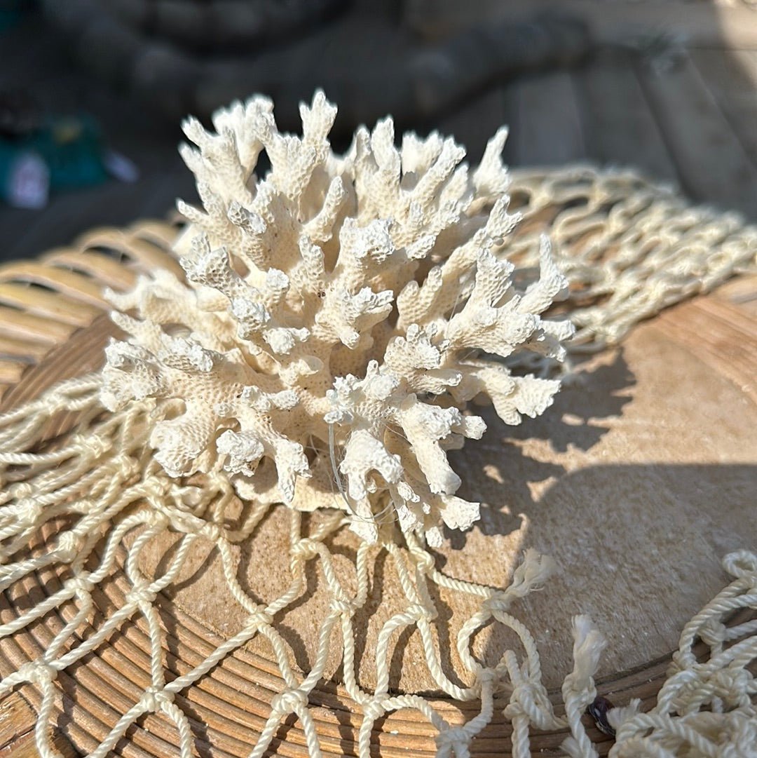 Lace Coral Specimen - Decorative Coastal Accent (Pocillopora damicornis)