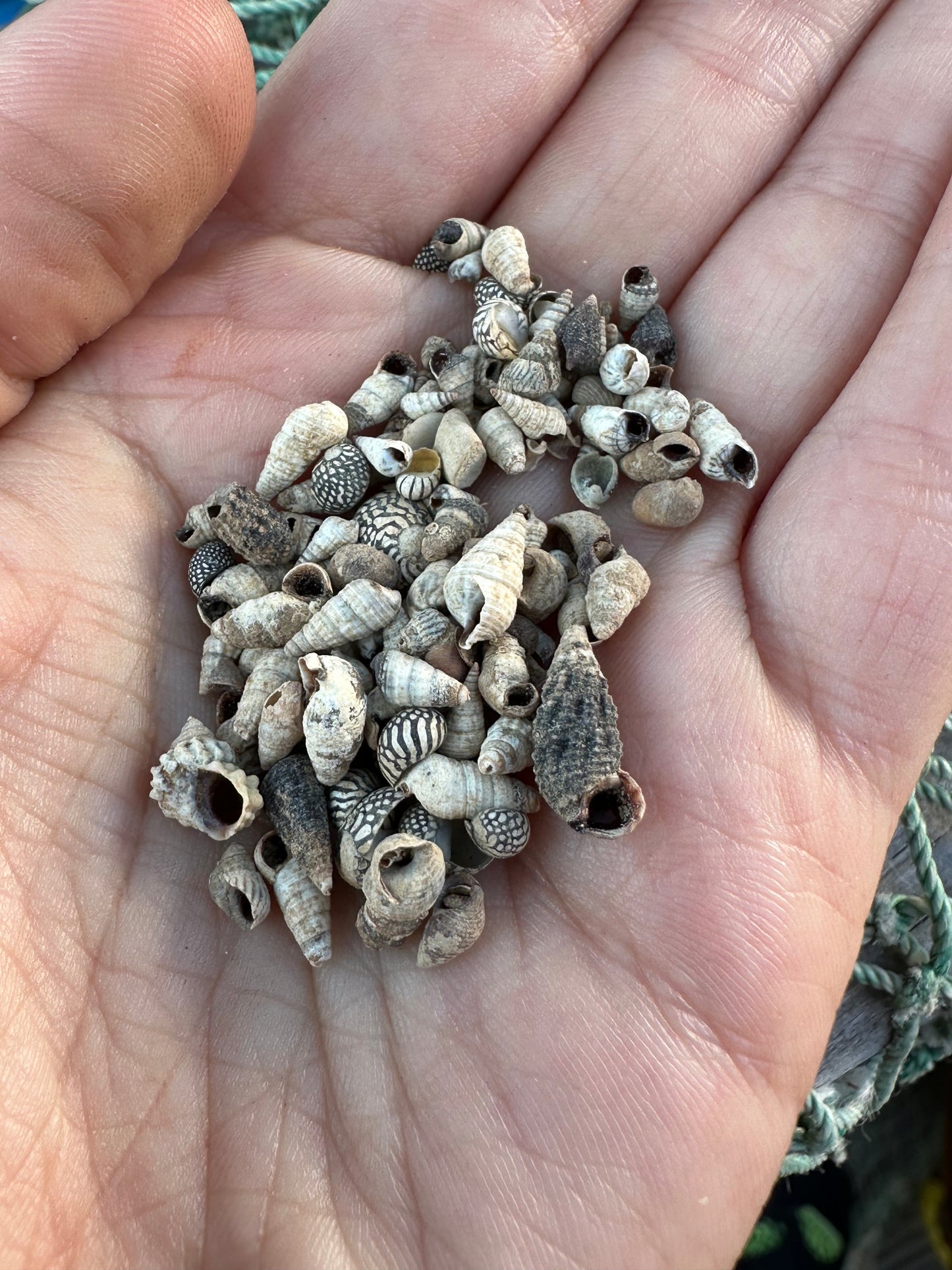 Teeny Tiny Natural Shell Mix