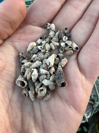 Teeny Tiny Natural Shell Mix