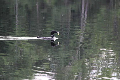 Katahdin Woods & Waters National Monument