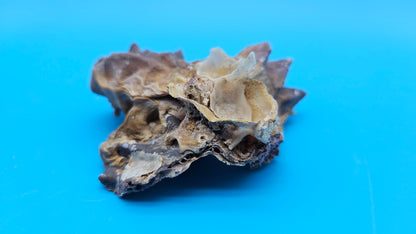 Double Cockscomb (Zigzag) Oyster – Lopha cristagalli 4"