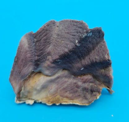 Mini Cockscomb (Zigzag) Oyster – Lopha cristagalli 2.7"