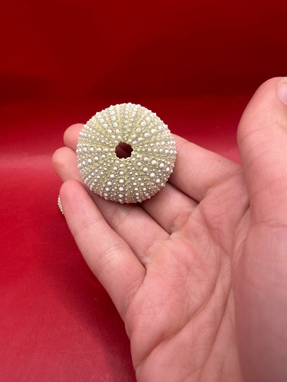 Mexican Green Urchin (Lytechinus variegatus) – 1–2"