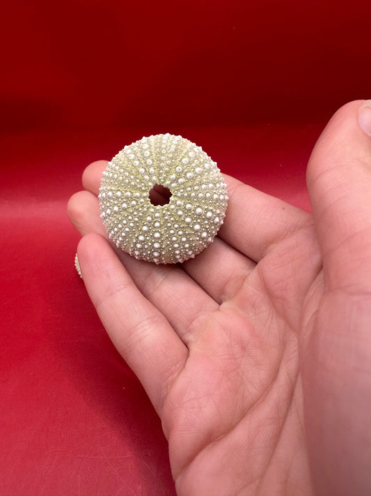Mexican Green Urchin (Lytechinus variegatus) – 1–2"