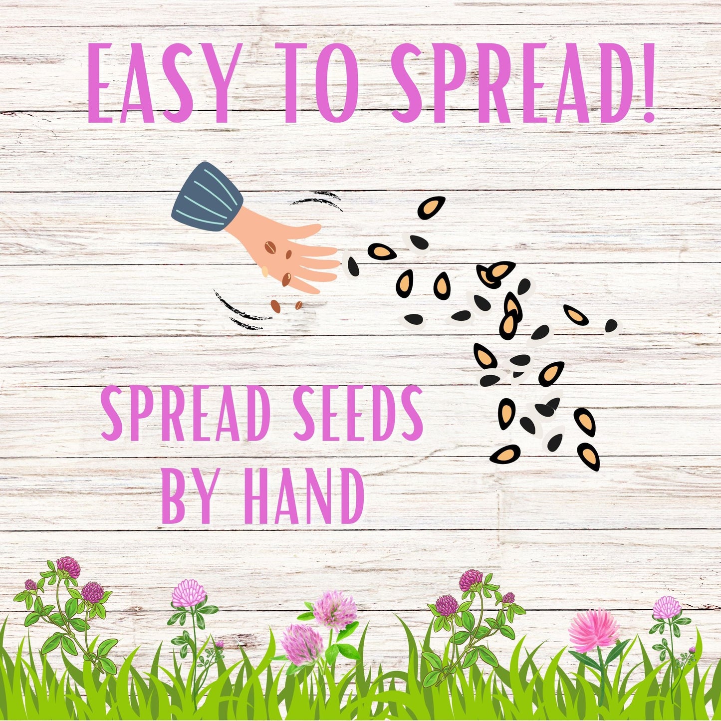 Medium Red Clover Seed