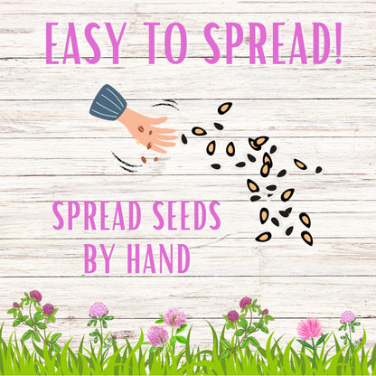 Medium Red Clover Seed