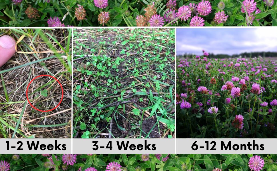 Medium Red Clover Seed