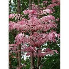 Chinese Mahogany ( Toona sinensis )