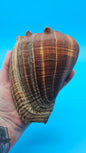Fiber Pacific Crown Conch Shell (Melongena patula) 4-7"