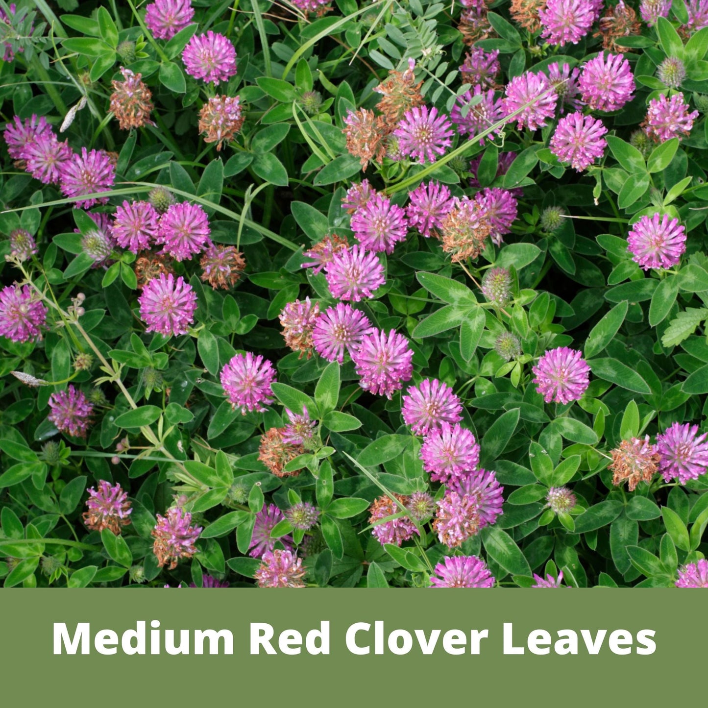 Medium Red Clover Seed